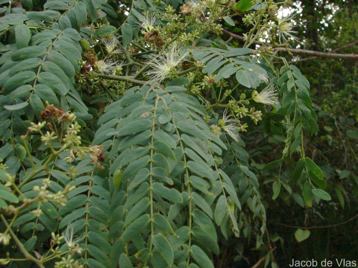 Albizia odoratissima (L.f.) Benth.